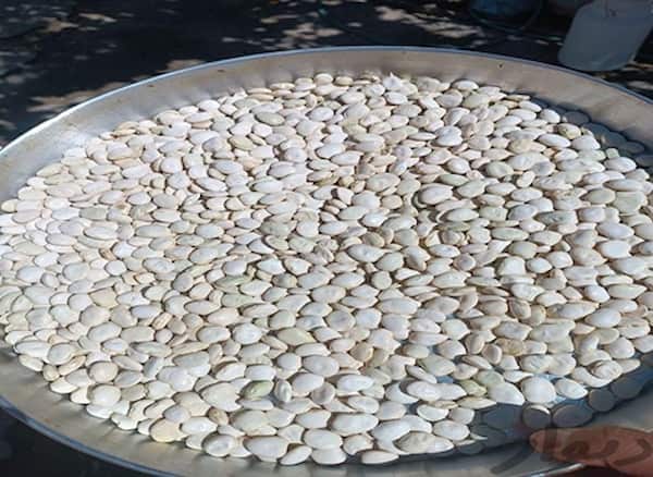 تصویر 5 از خرید و قیمت ماش سفید بزرگ + فروش عمده